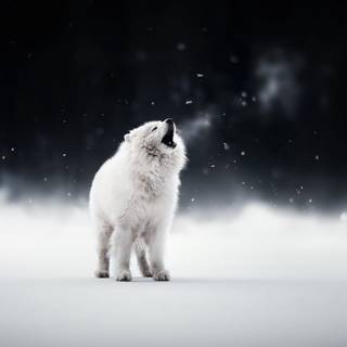 Winter cute animal wallpaper