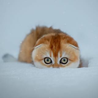 Winter cute animal wallpaper