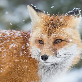 Winter cute animal wallpaper