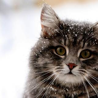 Winter cute animal wallpaper