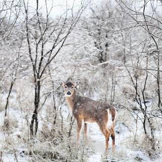 Winter cute animal wallpaper