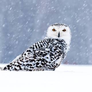 Winter cute animal wallpaper