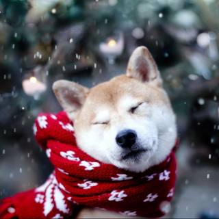 Winter cute animal wallpaper