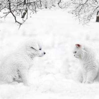 Winter cute animal wallpaper