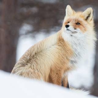 Winter cute animal wallpaper