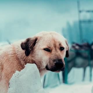 Winter cute animal wallpaper