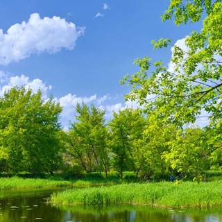 Spring scenery mobile wallpaper