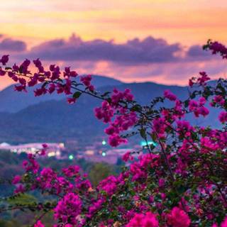 Spring scenery mobile wallpaper