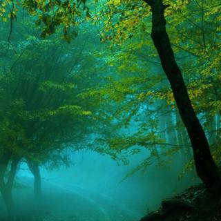 Spring scenery mobile wallpaper