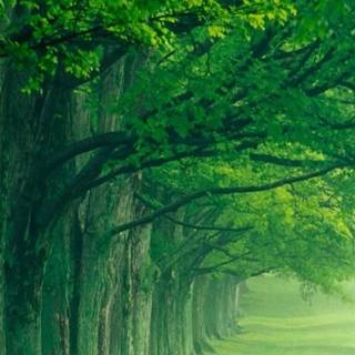 Spring landscape vertical wallpaper