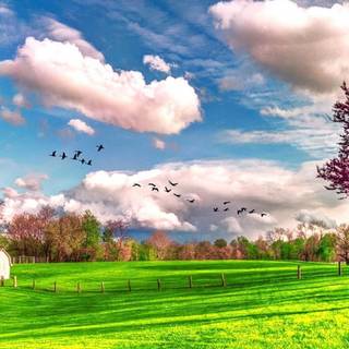 Spring landscape phone wallpaper