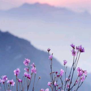 Spring landscape phone wallpaper