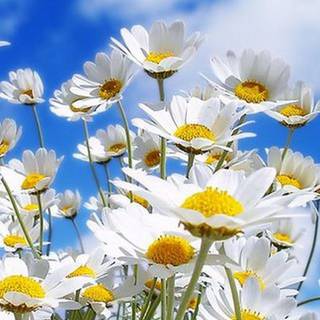 Spring scenery mobile wallpaper