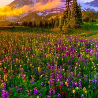 Spring landscape phone wallpaper