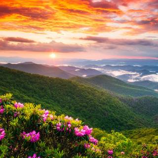 Spring landscape vertical wallpaper