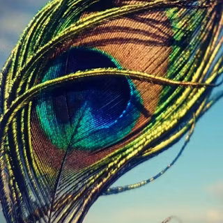 Krishna peacock wallpaper