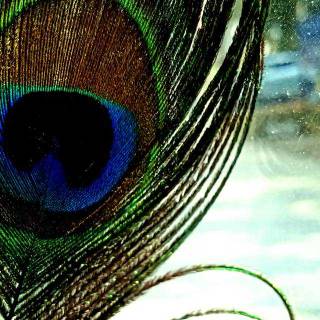 Krishna peacock wallpaper