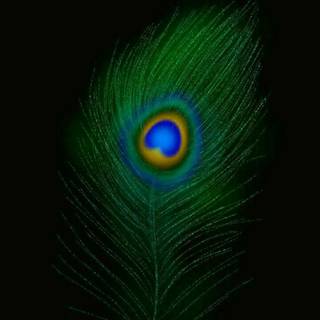 Krishna peacock wallpaper