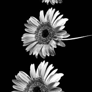 Black and white aesthetic phone wallpaper