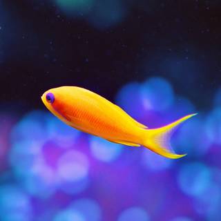 Aquarium iPhone wallpaper