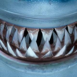 Nemo phone wallpaper