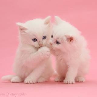 Two pink kittens wallpaper