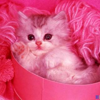 Kitten wallpaper