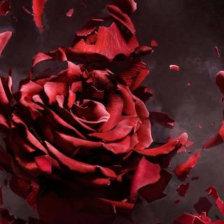 Rose painting wallpaper
