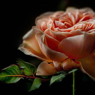 Rose painting wallpaper