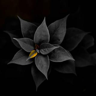 Splash of color wallpaper