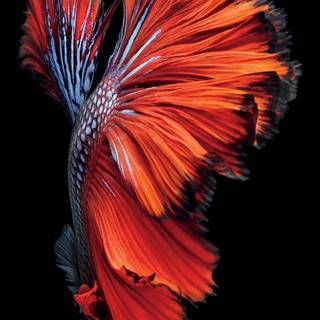 iPhone 6 Plus HD 4k wallpaper