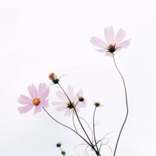 Spring landscape minimalist wallpaper