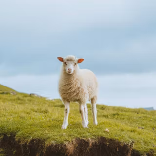 Spring landscape minimalist wallpaper