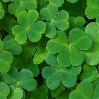 Happy St Patricks Day 2024 wallpaper