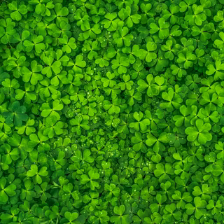Happy St Patricks Day 2024 wallpaper