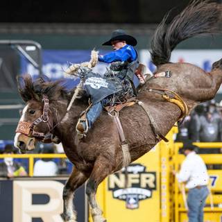 Saddle bronc wallpaper