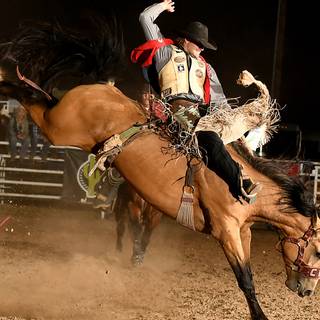 Saddle bronc wallpaper