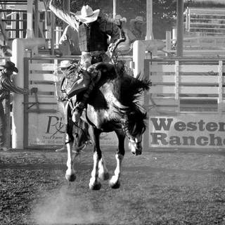 Saddle bronc wallpaper