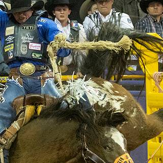 Saddle bronc wallpaper