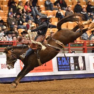 Saddle bronc wallpaper