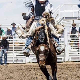 Saddle bronc wallpaper