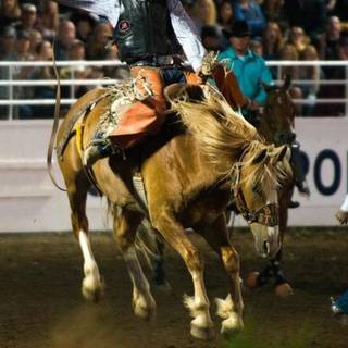 Saddle bronc wallpaper