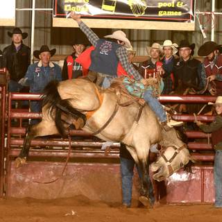 Saddle bronc wallpaper