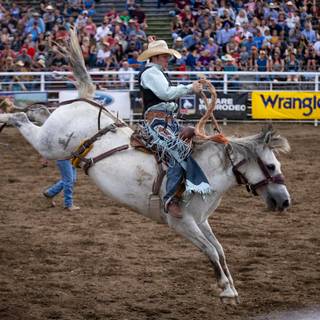 Saddle bronc wallpaper