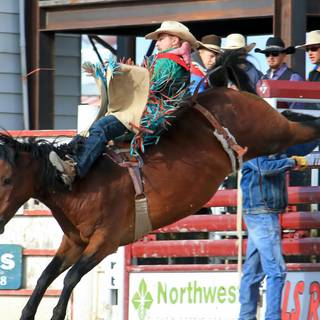 Saddle bronc wallpaper