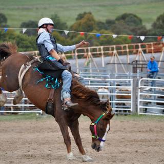Saddle bronc wallpaper