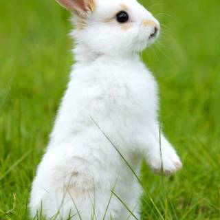 Bunny iPhone wallpaper