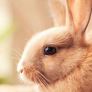 Bunny iPhone wallpaper