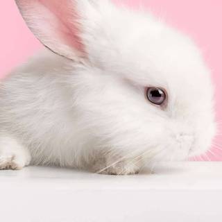 Bunny iPhone wallpaper