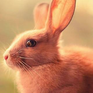 Bunny iPhone wallpaper
